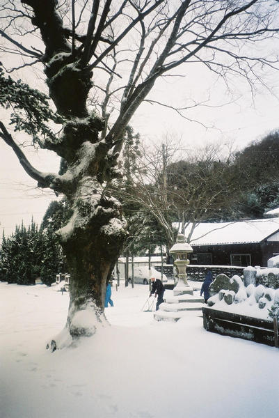 Winter tree