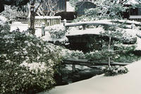 Garden in snow