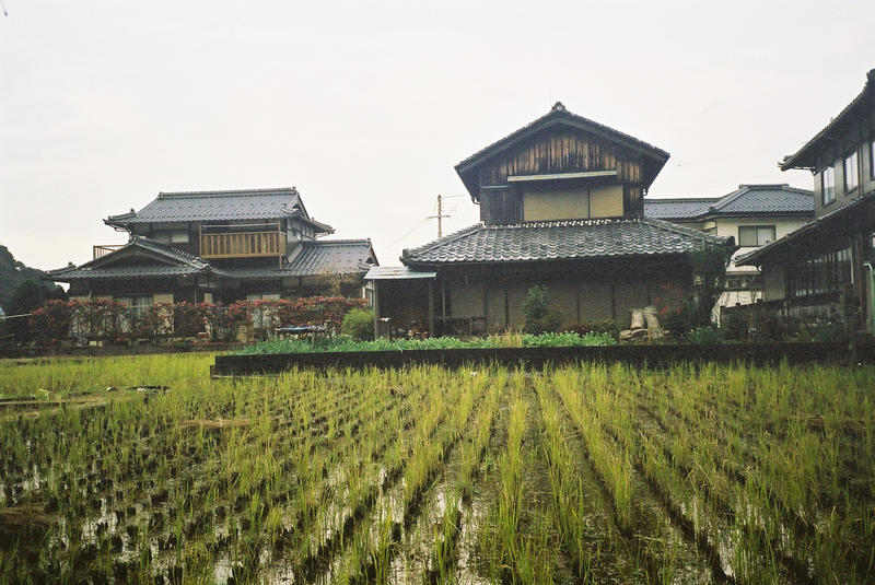 Rice fields