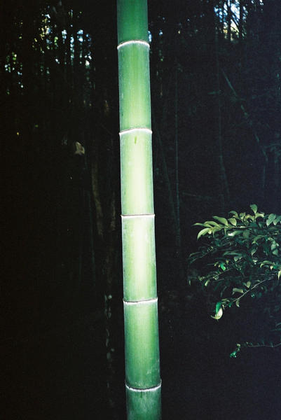 Bamboo