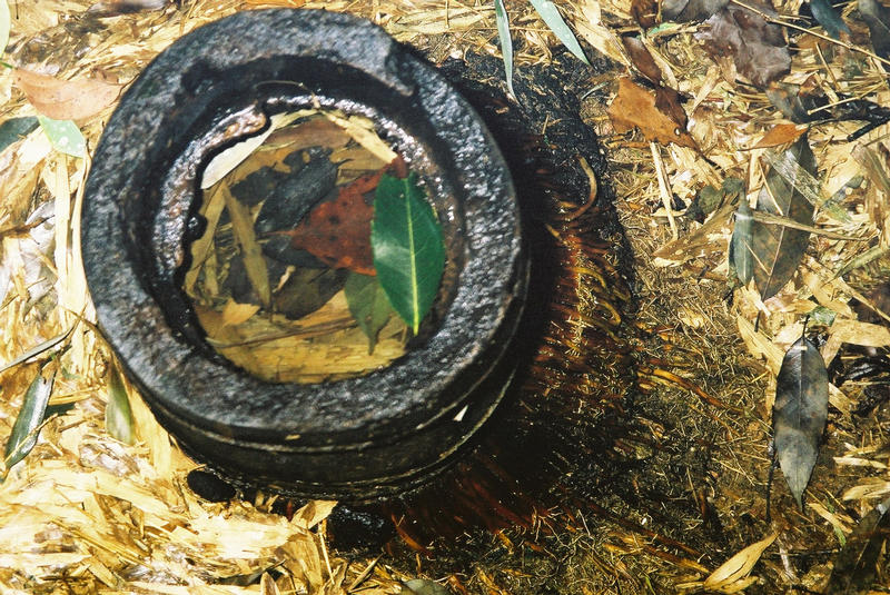 Bamboo roots