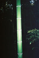 Bamboo