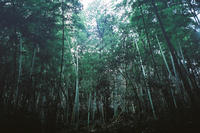 Bamboo forest